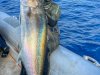 Zıpkınla dev akya balığı avladı (27.10.2022)