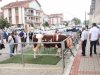 Biga Sığırcılığı Güzellik Yarışması’nda ödüller sahiplerini buldu