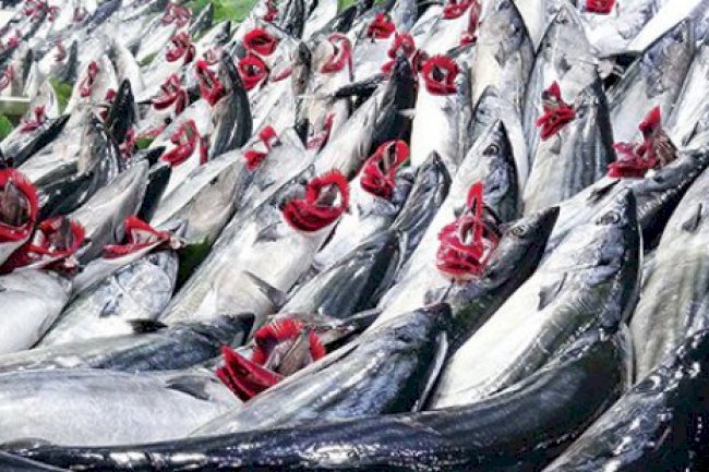 Tezgahlarda palamut bereketi (15.09.2022)