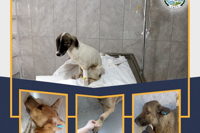 Geyikli can dostlarına sahip çıkıyor