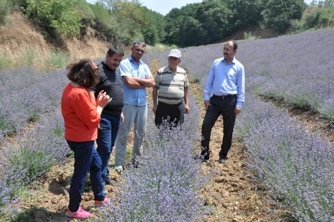 Kaymakam Dolu, Lavanta Tarlası’nı İnceledi