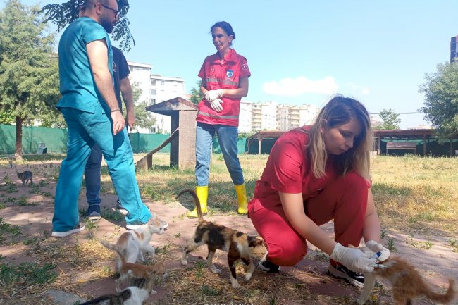 Kedi köyünde patili dostlara salık taraması yapıldı