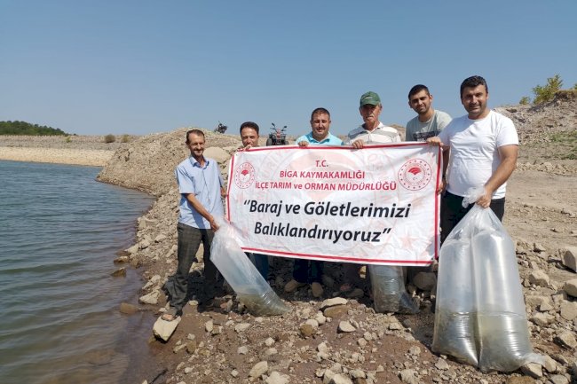 Sazan balıkları göllere bırakıldı
