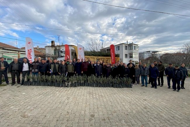 Üreticilere zeytin fidanı dağıtıldı