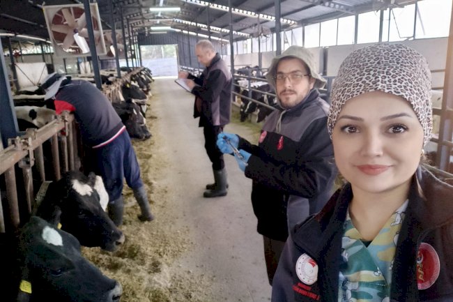 Hastalıktan ari işletmede tüberkülin testleri uygulandı