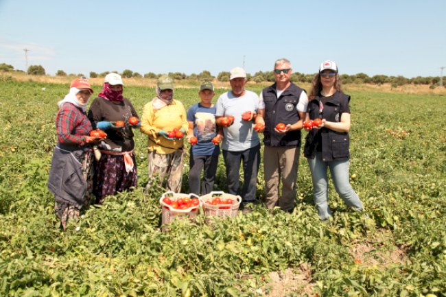 Çanakkale domatesi hasat ediliyor