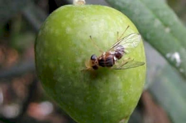 Zeytin sineği ile mücadele