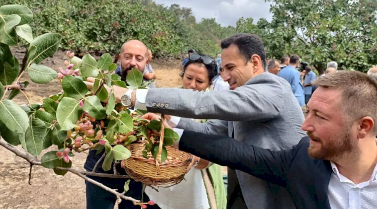 Şapköy’de Fıstık Hasat Şenliği