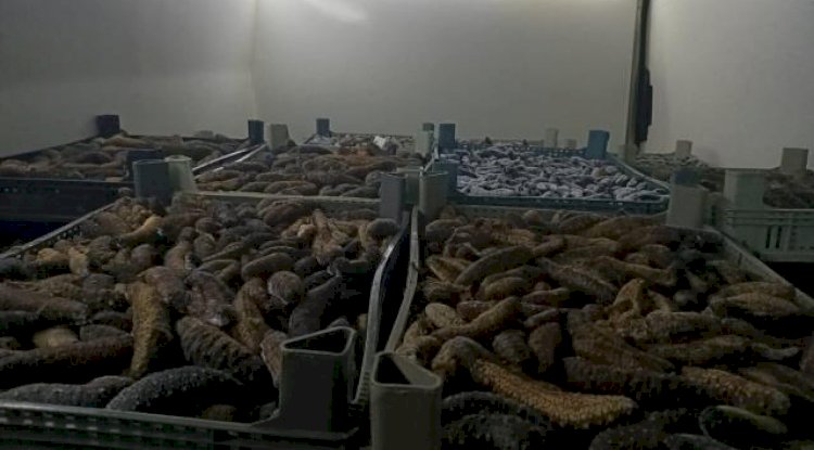 5 ton deniz patlıcanı ele geçirildi (27.10.2022)