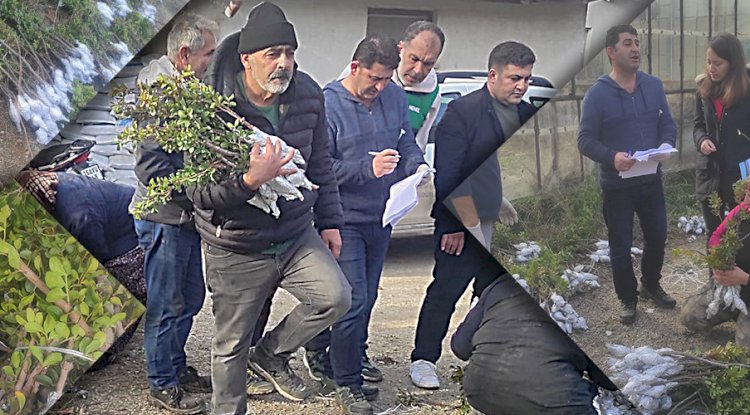 Üreticilere 6410 aşılı fidan dağıtıldı