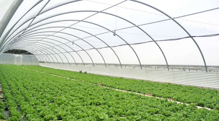 Sera Üreticilerine Duyuru