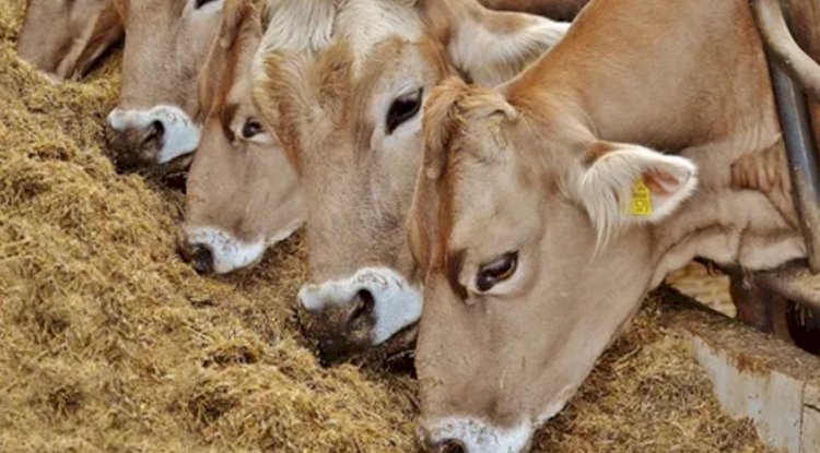 Tarım ve Orman Bakanlığı'ndan yeni düzenleme