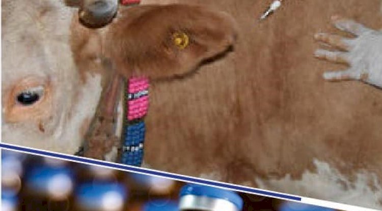 Ezine İlçe Tarım ve Orman Müdürlüğü’nden şap aşısı uyarısı