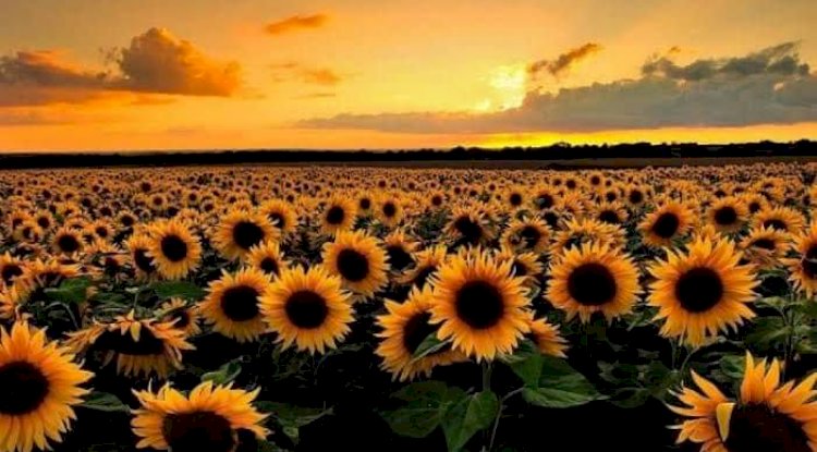 İlçe Tarım ve Orman Müdürlüğünden duyuru