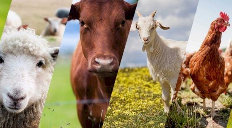 Yeni destekleme modeli açıklandı