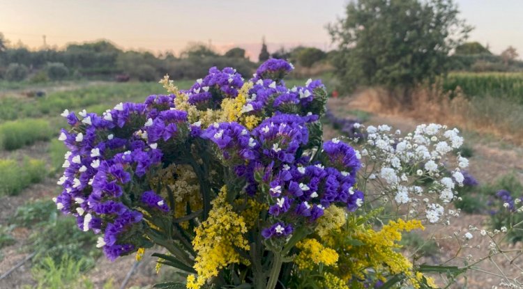 İlk süs bitkilerinde hasat zamanı geldi