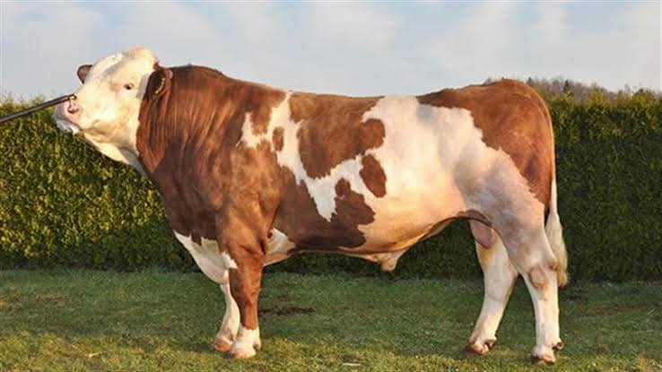 EZİNE TARIM VE ORMAN İLÇE MÜDÜRLÜĞÜ’NDEN ÖNEMLİ DUYURU