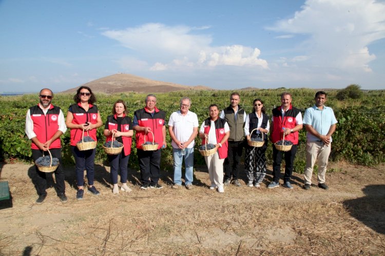 Üzüm hasadı coşkuyla başladı