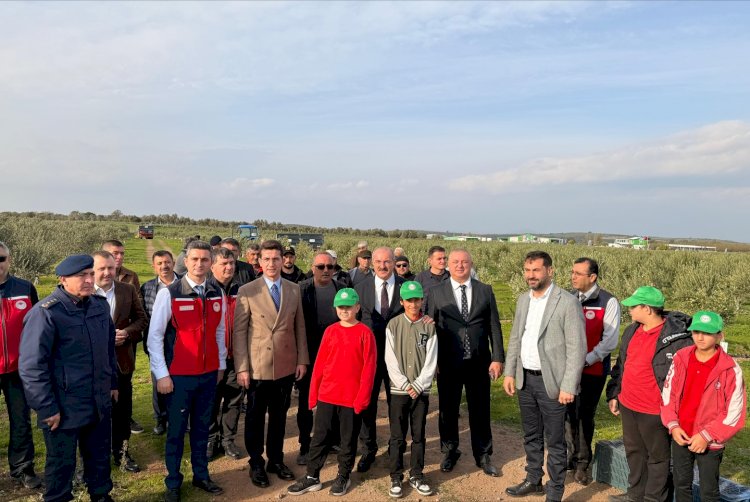 Vali Ömer Toraman, Ezine'nin Kemallı Köyü’nde zeytin hasadına katıldı